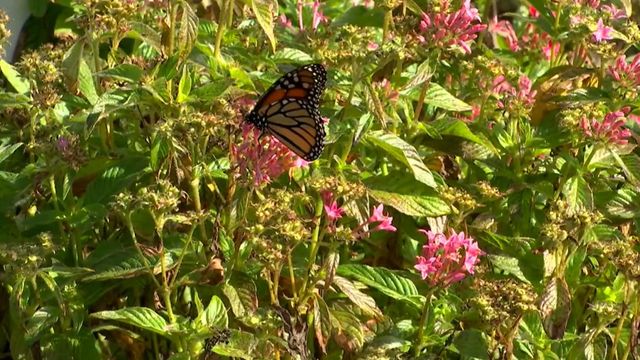 Raw: Warmer temps keeping butterflies around 