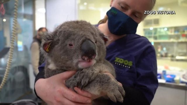 Cute: Koalas released back into their habitat 