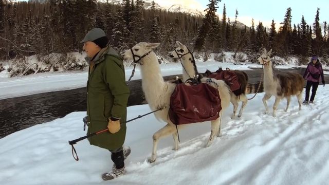 'Weirdest looking moose': Llamas surprise Alaska hikers