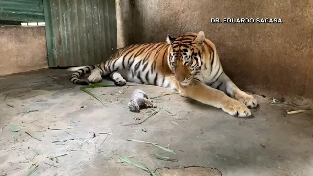 Adorable: First white Bengal tiger born in Nicaragua 