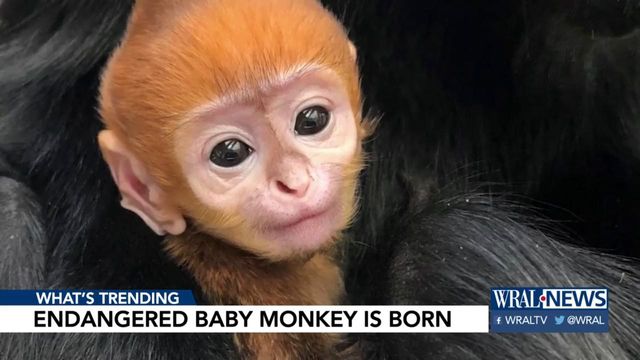 Adorable: Endangered monkey born at Philadelphia Zoo 