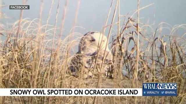 Snowy Owl spotted on Ocracoke Island 