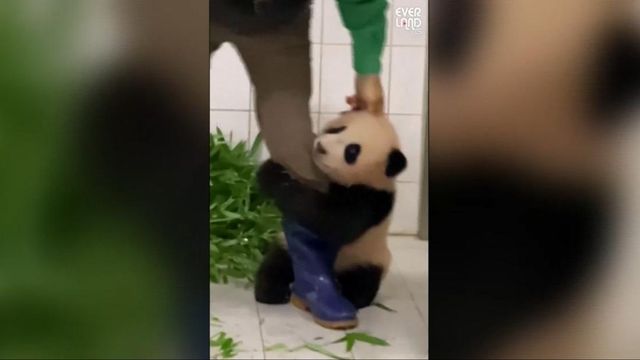 Precious: Baby panda clings to zookeeper's leg 
