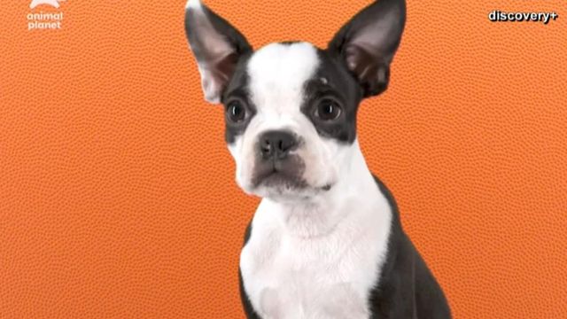 Deaf dog to participate in the Puppy Bowl 