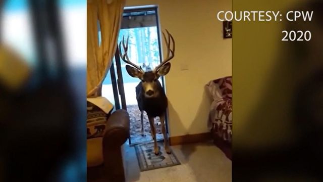 Woman attacked by deer inside home 