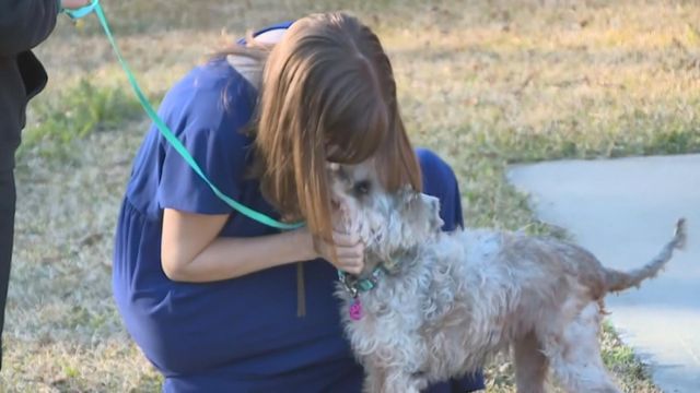 Dog reunited with family after 3 years on the run 