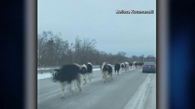 Uh-oh! Cows barrel down highway after escaping from farm 
