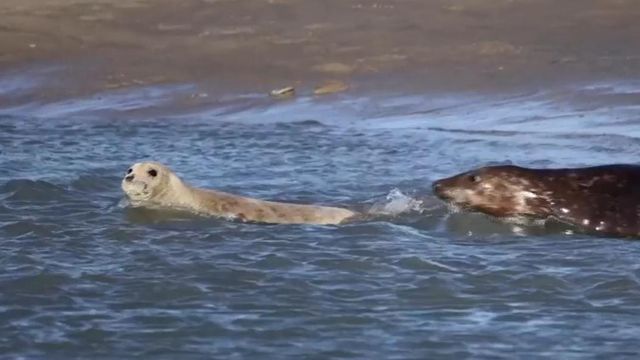 Seals staging a comeback in France 