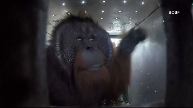 Rehabilitated orangutans released into the wild 