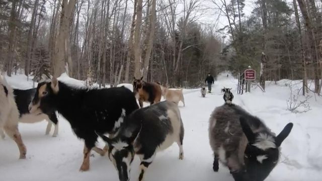 Snowshoeing...With Goats!
