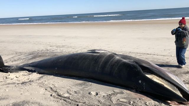 The bones of a beached whale are bound for display