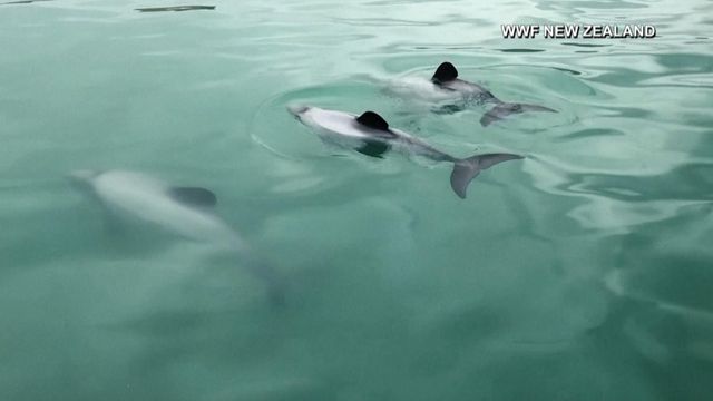 New Zealand is studying dolphins through drone footage 