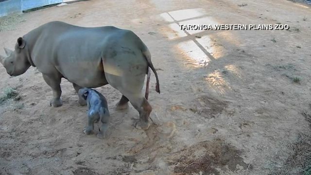 Rare black rhino born at Australia zoo 