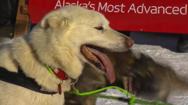 World's most famous dog sled race underway in Alaska 