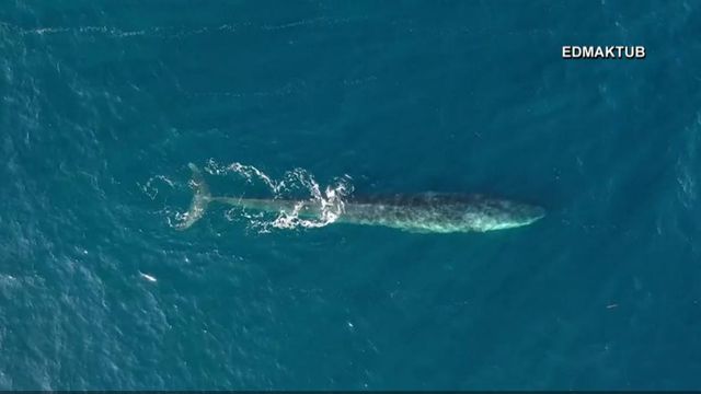Fin whales return to Spain 