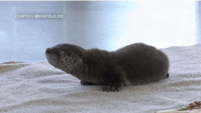 Cute: Baby otter born at Chicago Brookfield Zoo 