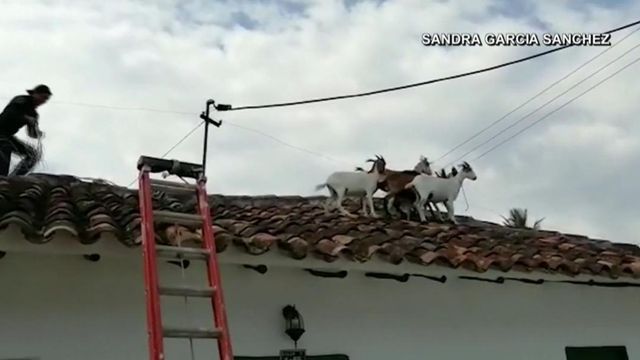 Mischievous! Goats rescued from rooftop 