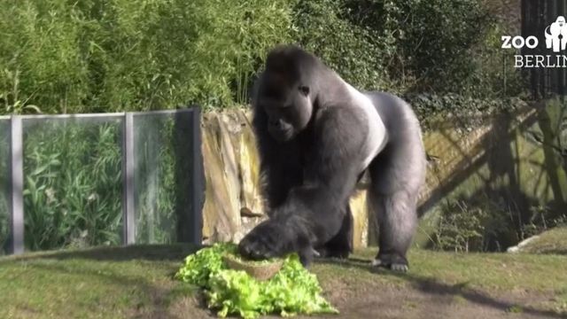 Gorilla family receives Easter egg treats 