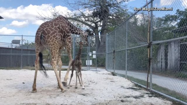 Baby giraffe takes first steps 