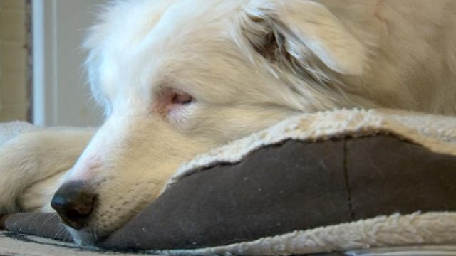 Blind therapy dog comforts those at schools and nursing homes 