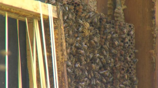 60K bees found inside Arkansas home 