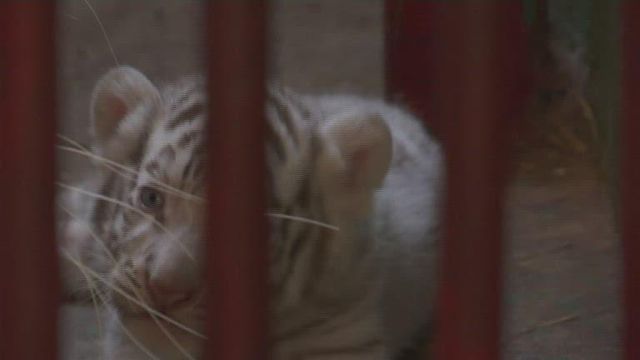 Rare white tiger born among bengal cubs at Cuban zoo 