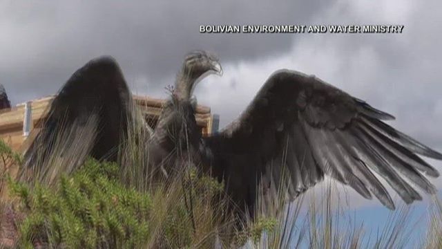 Rescued condor released back into the wild