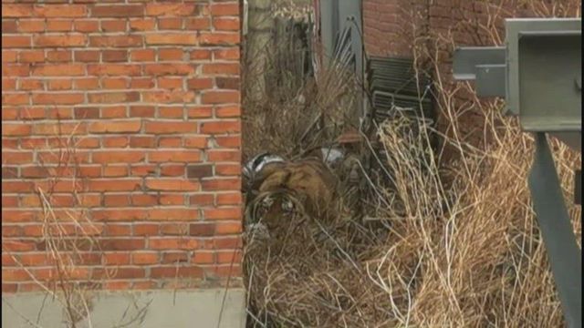 Tiger attacks Chinese villager before being tranquilized