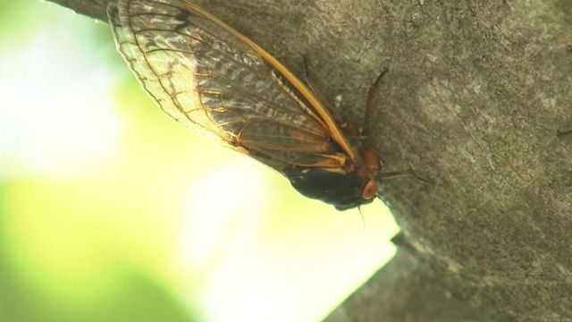 Cicada invasion: Here's what to expect 