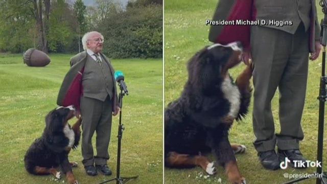 Perky puppy plays with President of Ireland during TV interview