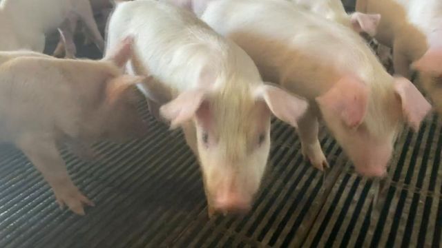 Pandemic pig shortage could impact price of pork 
