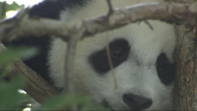 Giant pandas return to outdoor display at National Zoo 