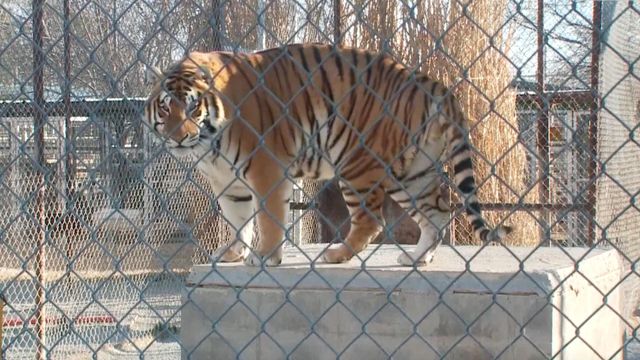 Feds seize more than 60 animals from Jeff Lowe's 'Tiger King' park