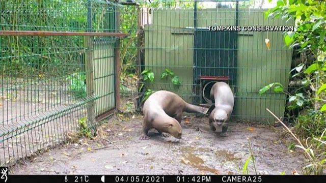 Giant otter pups born in Argentina wetlands