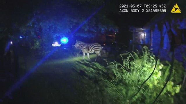 Zebra leads police on hours-long chase