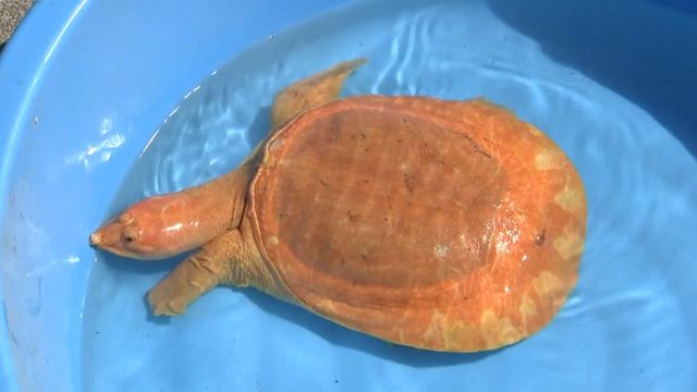 Raw: Golden turtle found in Japan is one of a kind