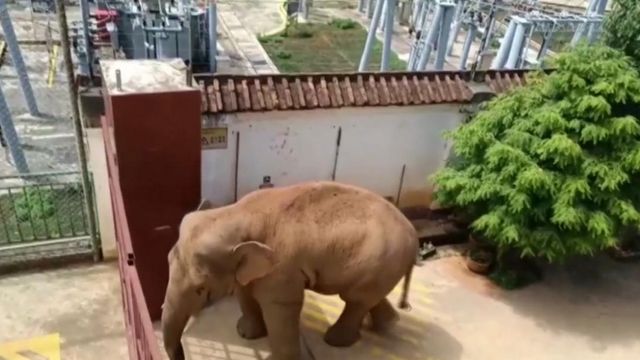 Elephants on the loose: Migrating herd moves through Chinese province 