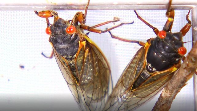 2021: Cicada swarm so large it gets picked up on radar