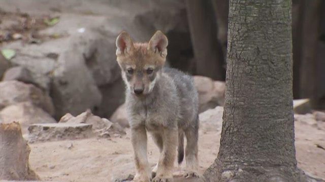 Endangered (and adorable) wolves born in Mexico Zoo