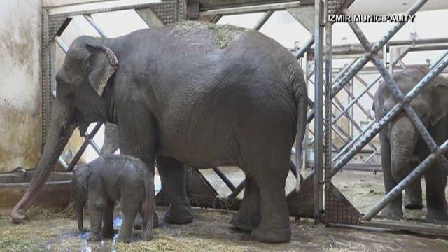 Turkey zoo welcomes baby elephant