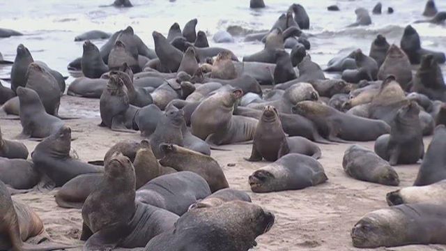 More than 300 sea lions take over beach town