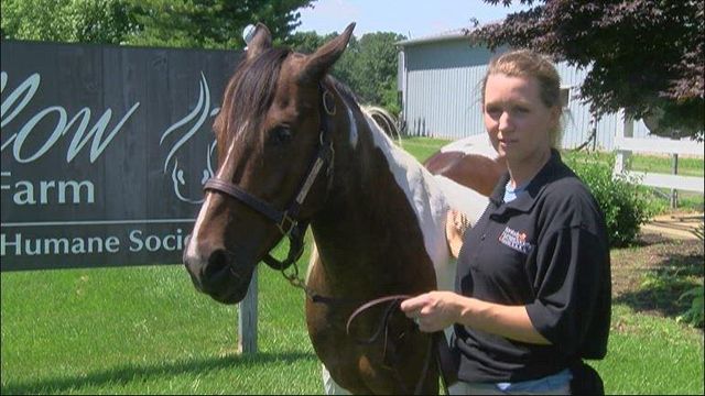 Trainers find bullet in Kentucky horse