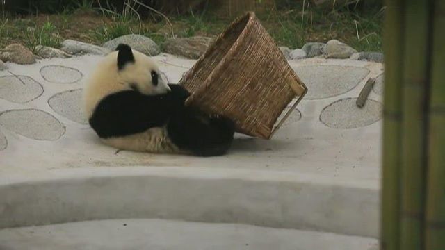 Adorable panda cub loves his new toy basket