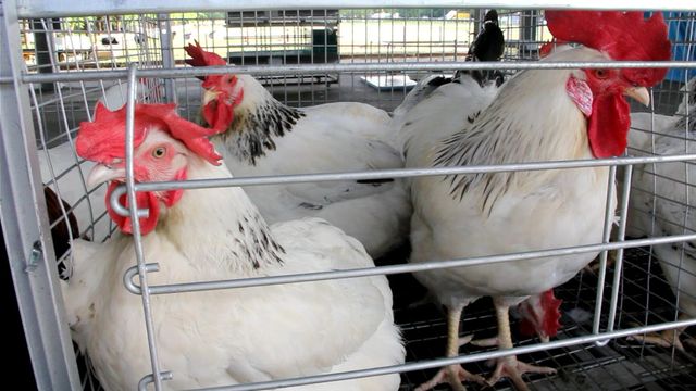 North Carolina tests birds for Avian flu, risk of infection to humans remains low 