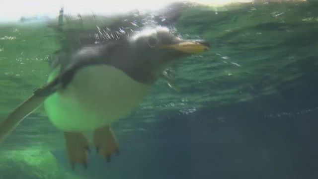 Penguins take over at Belgium zoo