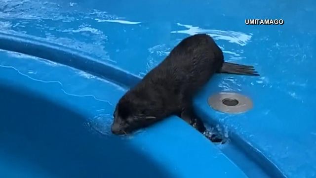 Cute alert! Baby seal learns how to swim 