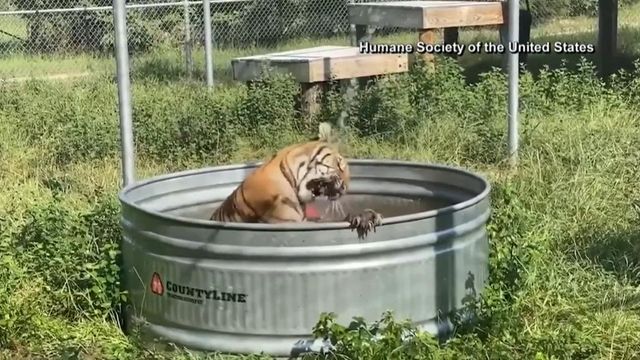 Tigers found roaming in Texas reunited at animal sanctuary 