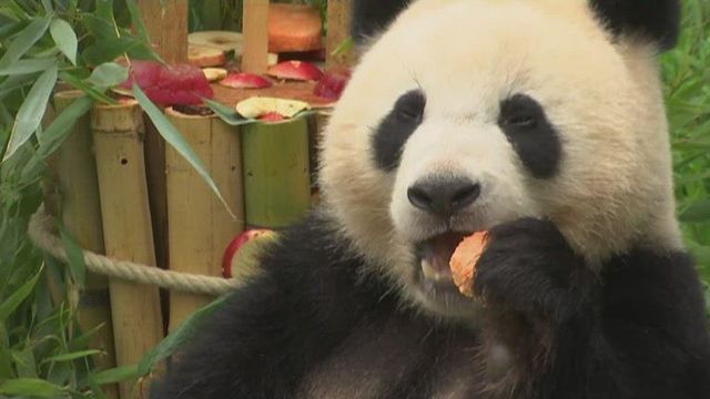 Panda twins celebrate their second birthday