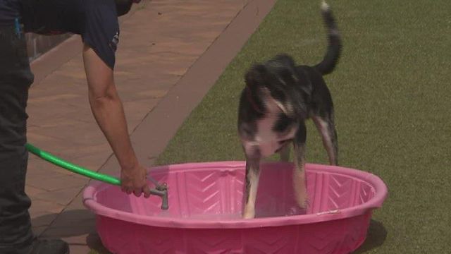 Group collects supplies for pets in need after Hurricane Ida