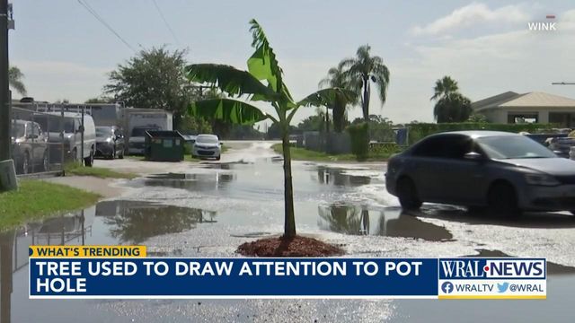 Man uses banana tree to draw attention to pothole 
